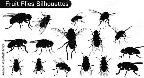 Fruit flies silhouettes collection, flying insect vector set with different poses, house fly and drosophila insect silhouettes isolated for biology and pest design