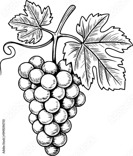 Detailed black and white line of a ripe bunch of grapes with leaves a white background