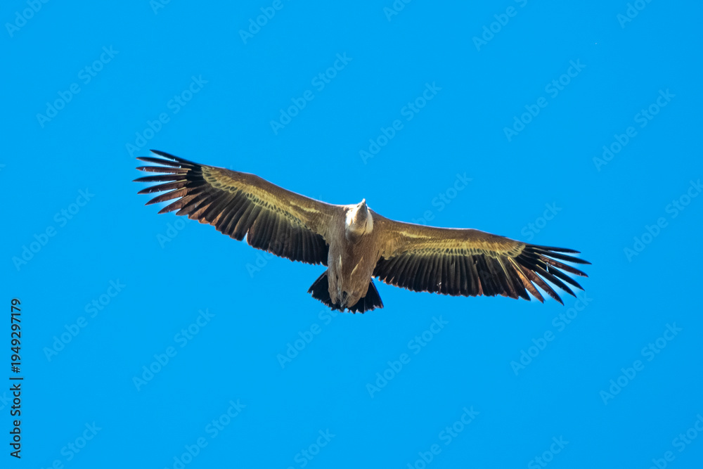 Obraz premium Vautour fauve