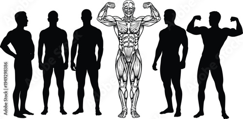 Bodybuilder silhouette set with muscular anatomy, fitness male athlete flexing poses, bodybuilding gym workout exercise training, man muscle structure vector illustration