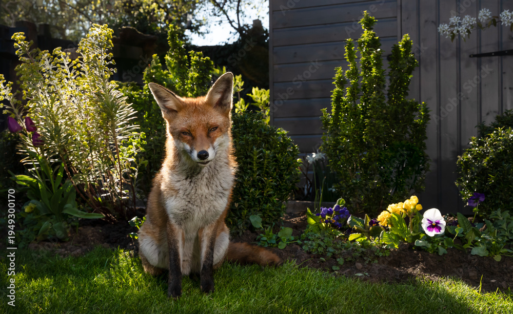 Fototapeta premium Wild young red fox sitting on green grass in a garden surrounded by vibrant flowers