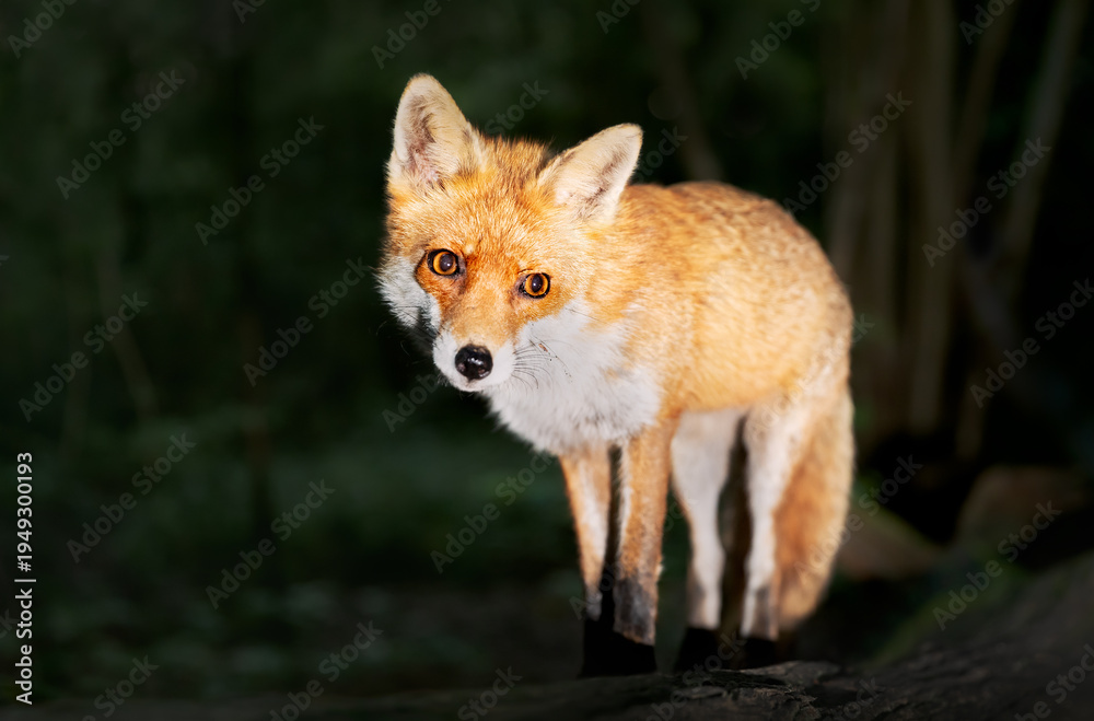 Obraz premium Portrait of a cute red fox standing on a fallen tree in a forest at night