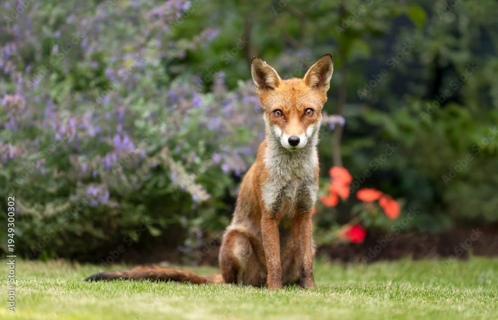 Fototapeta premium Wild young red fox sitting on green grass in a garden surrounded by vibrant flowers