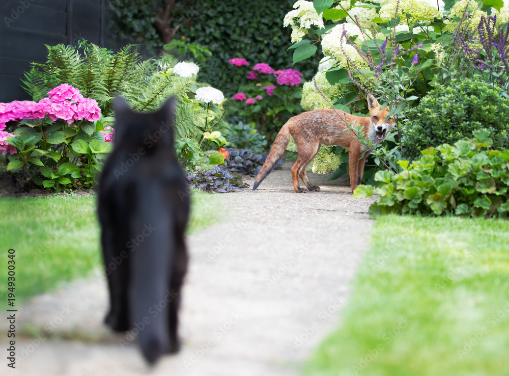 Naklejka premium Urban Red fox and black cat encounter in summer garden