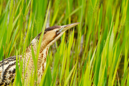 Portrait of Eurasian bittern (Botaurus stellaris) standing motionless and camouflaged among green reeds