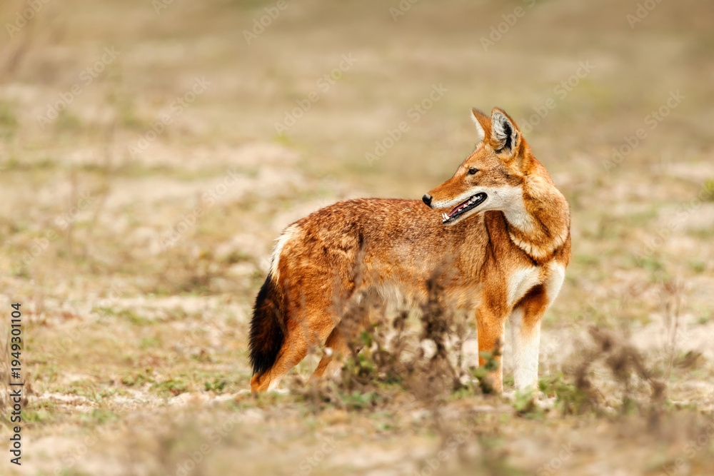 Naklejka premium Rare endangered Ethiopian Wolf (Canis simensis) foraging in highland grasslands