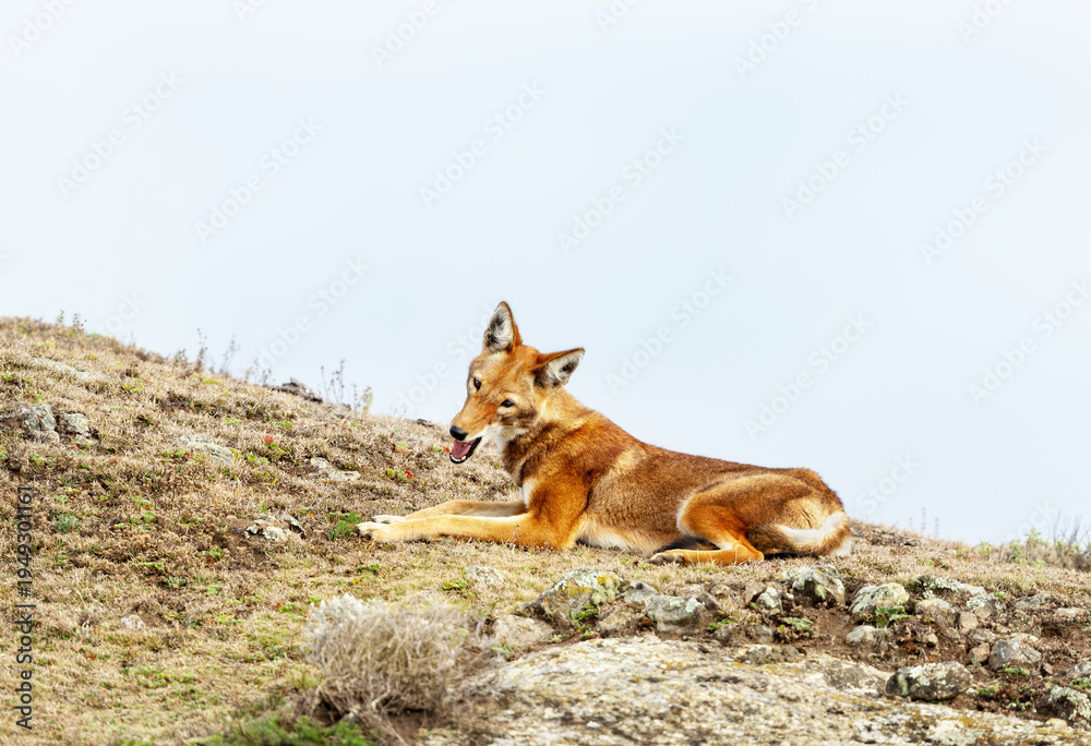 Obraz premium Rare endangered Ethiopian Wolf (Canis simensis) resting in highland grasslands