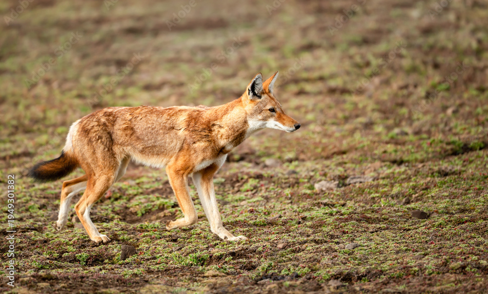 Obraz premium Rare endangered Ethiopian Wolf (Canis simensis) foraging in highland grasslands