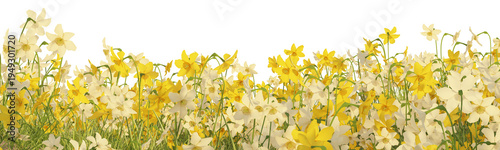 Panoramic view of blooming yellow and white daffodils growing in fresh green grass, forming a dense spring floral border isolated on a black background. Bright seasonal flowers create a decorative nat