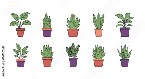 Collection of colorful potted houseplants
