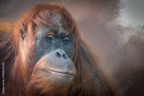 Sumatran Orangutan serene portrait with shaggy orange hair in misty artistic background
