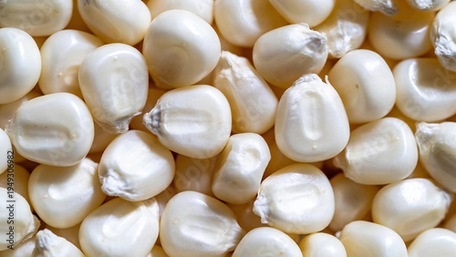 Closeup of white corn kernels showing details of food and agriculture production
