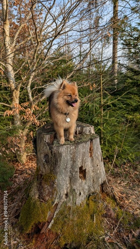  Spitz Hund n the Park
