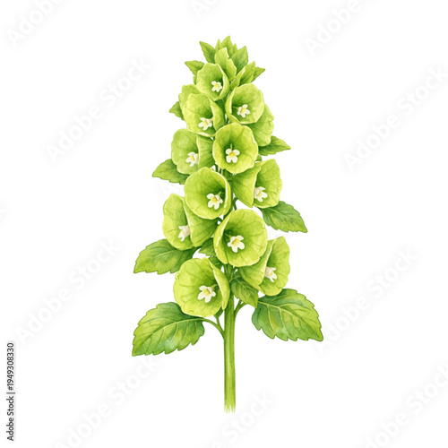 A watercolor vector of a Bells of Ireland flower stem for botanical illustrations, garden plant designs, and floral arrangement clipart.
