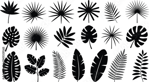 Collection of black and white leaf and fern arranged in a grid pattern leaves ferns nature