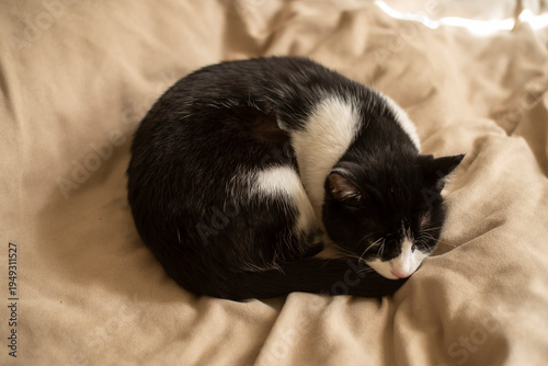 A small black and white cat curled up on a beige blanket, resting peacefully in a cozy indoor setting.