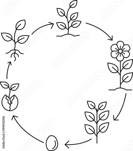 Minimal life cycle of a plant line art, stages from seed, sprouting seedling, young plant, growing plant, to flowering plant arranged in a circular flow