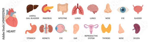 Internal organs. Human body anatomy organ icons, cartoon lungs and heart, urinary system and liver, reproductive function and brain, vector illustration