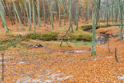 Autumn forest with small winding stream and colorful fallen leaves covering the ground. Peaceful woodland landscape with trees and flowing water in warm fall colors.