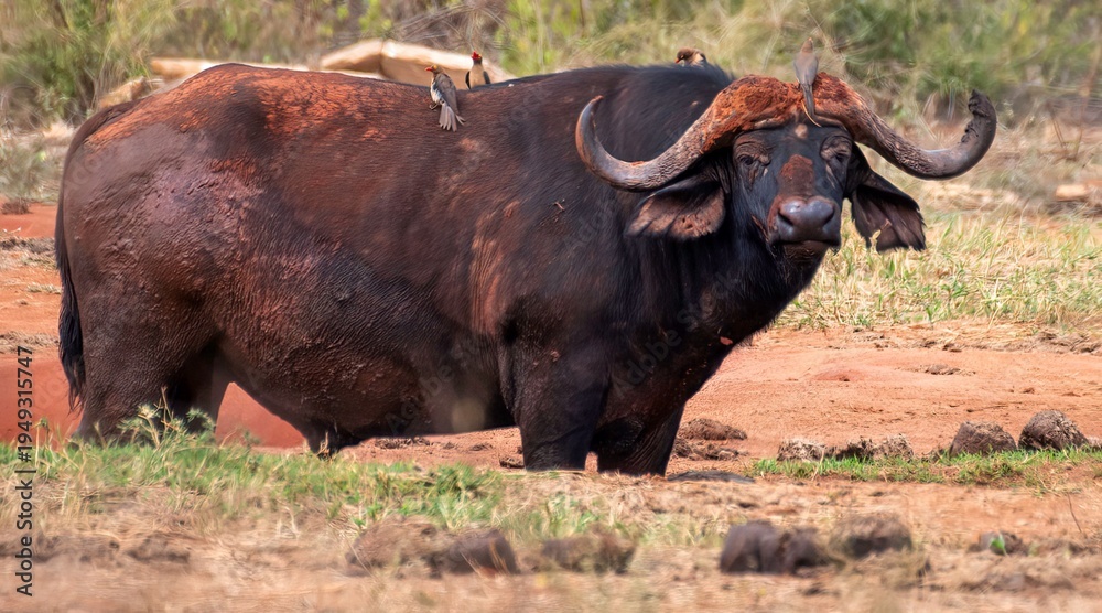 Obraz premium Buffalo bull close up at Savannah at the Tsavo East National park in Kenya