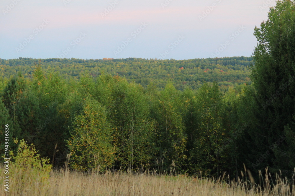 Fototapeta premium forest in the morning