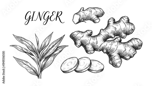 Ginger root vintage engraving set with slice and plant