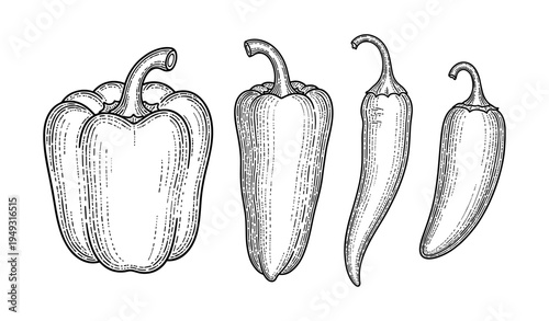 Pepper and chili vintage engraving set with bell pepper