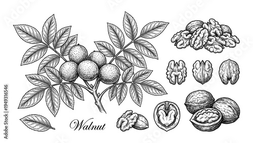 Walnut nut vintage engraving set with leaf and kernel