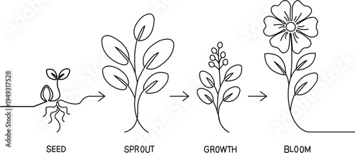  Modern plant growth cycle line drawing, seed germination, small sprout, leafy plant, budding stage, and full blooming plant