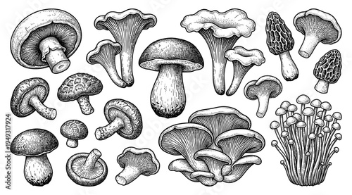 Edible mushroom set in vintage engraving style
