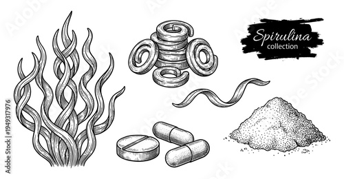 Spirulina seaweed and powder set in vintage engraving style