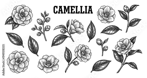 Camellia flower and leaves collection in vintage engraving style