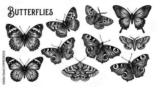 Flying butterflies and moths collection in vintage engraving style