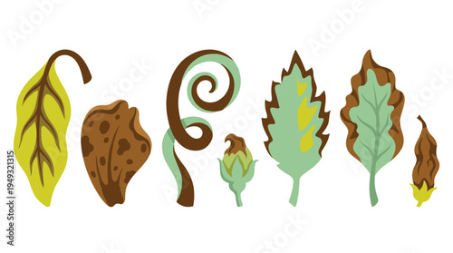 A set of seven illustrated leaves in shades of green, yellow, and brown shows various stages of wilting and decay against a plain white background.