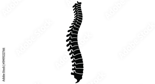 Human spinal column diagram detailed anatomical illustration silhouette