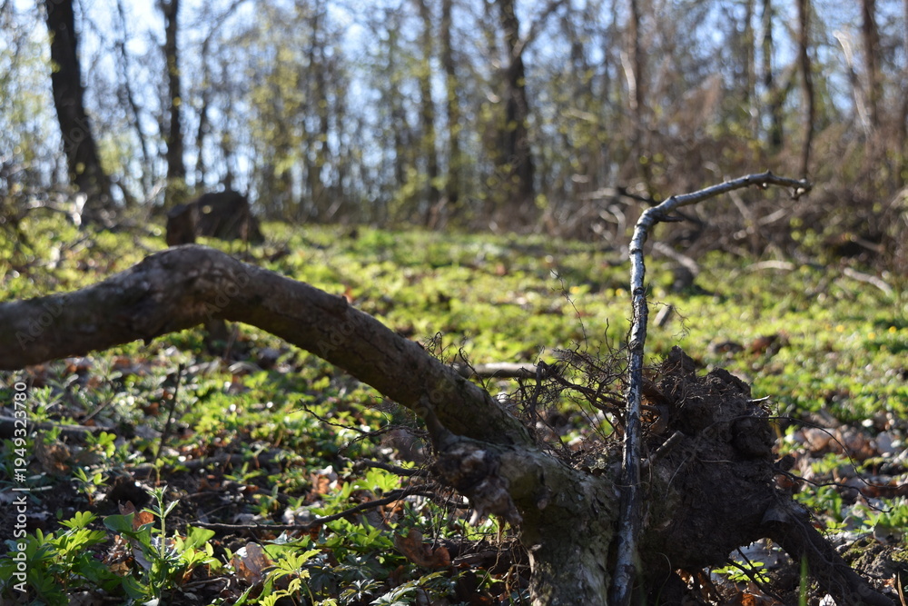 Fototapeta premium tree in spring