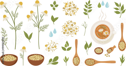 Chamomile Herbal Tea Illustration Set with Chamomile Flowers, Leaves, Dried Herbs, Wooden Spoons and Tea Cup for Natural Medicine and Organic Wellness Designs
