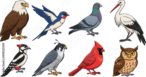 Bird species collection including eagle swallow pigeon stork woodpecker falcon cardinal and owl cartoon vector illustration set