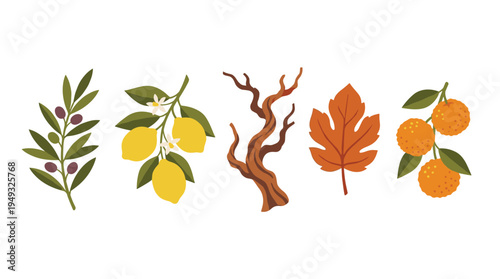 A charming collection of Mediterranean plants, including lemon, olive, and tangerine branches, is illustrated in a rustic style.