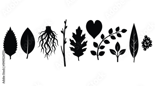 A collection of ten black silhouettes showing different types of leaves, roots, branches, and berries is isolated on a white background.