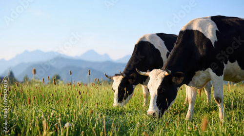 Quadro em tela Close-up photograph of two horned Holstein-Friesian cows diligently grazing in a sunlit, vibrant green pasture
