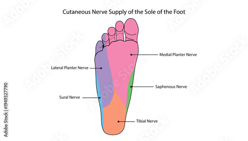 Cutaneous Nerve Supply of the Sole of the Foot, sensory nerve distribution on the plantar surface of the foot including medial plantar, lateral plantar, tibial, sural, and saphenous nerves.