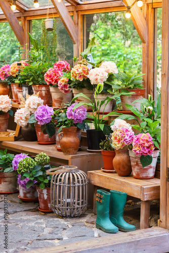 Charming wooden greenhouse with blooming potted hydrangeas and vibrant green plants, surrounded by summer foliage, under string lights in backyard garden background. Plant breeding, gardening hobby