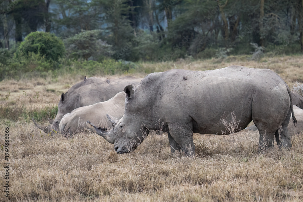Obraz premium Small herd of white rhinos, including calves, grazing in the dry savanna