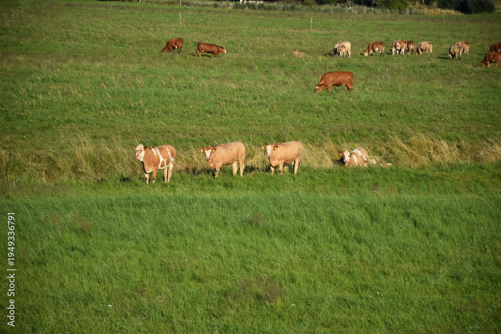 Obraz premium Cows grazing in green pasture near the Elbe River in northern Germany