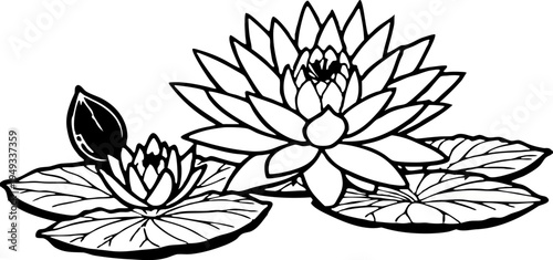 A detailed black and white illustration of water lilies. The image is centered with a large, fully bloomed water lily and a smaller, closed bud on the left side. Several lily pads are scattered, surro