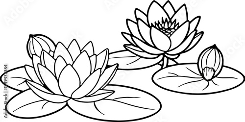 A detailed black and white illustration of water lilies. The image is centered with a large, fully bloomed water lily and a smaller, closed bud on the left side. Several lily pads are scattered, surro