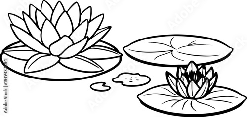 A detailed black and white illustration of water lilies. The image is centered with a large, fully bloomed water lily and a smaller, closed bud on the left side. Several lily pads are scattered, surro
