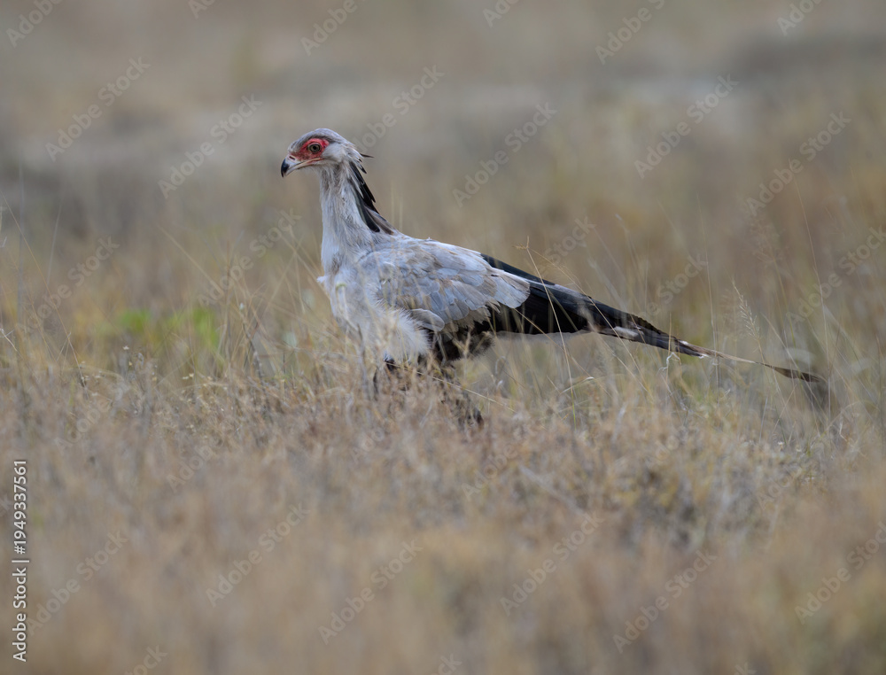 Fototapeta premium Secretarybird walking through tall dry grass, showing its bold crest and long legs
