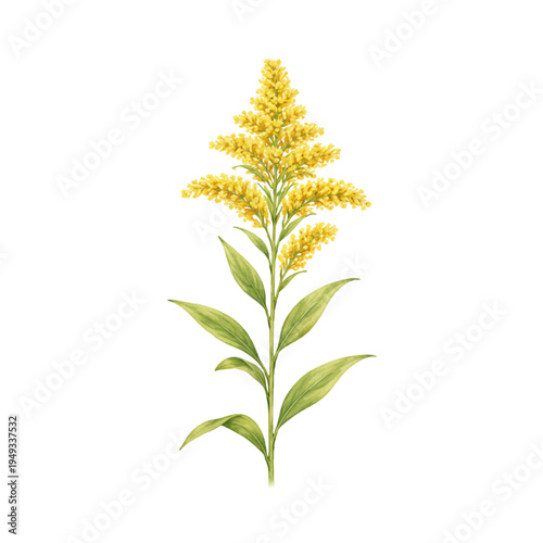 Photos A watercolor vector of a goldenrod flower stem for botanical illustrations, wildflower designs, and meadow plant clipart